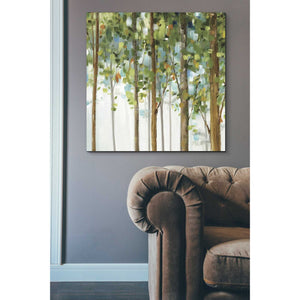 'Forest Study III' by Lisa Audit, Canvas Wall Art,,37 x 37