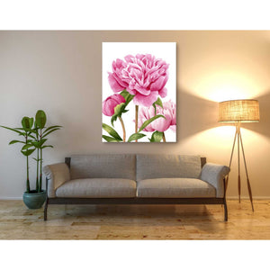 'Winsome Peonies II' by Grace Popp Canvas Wall Art,40 x 54