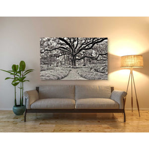 'Florida Tree' by PH  Burchett Giclee Canvas Wall Art