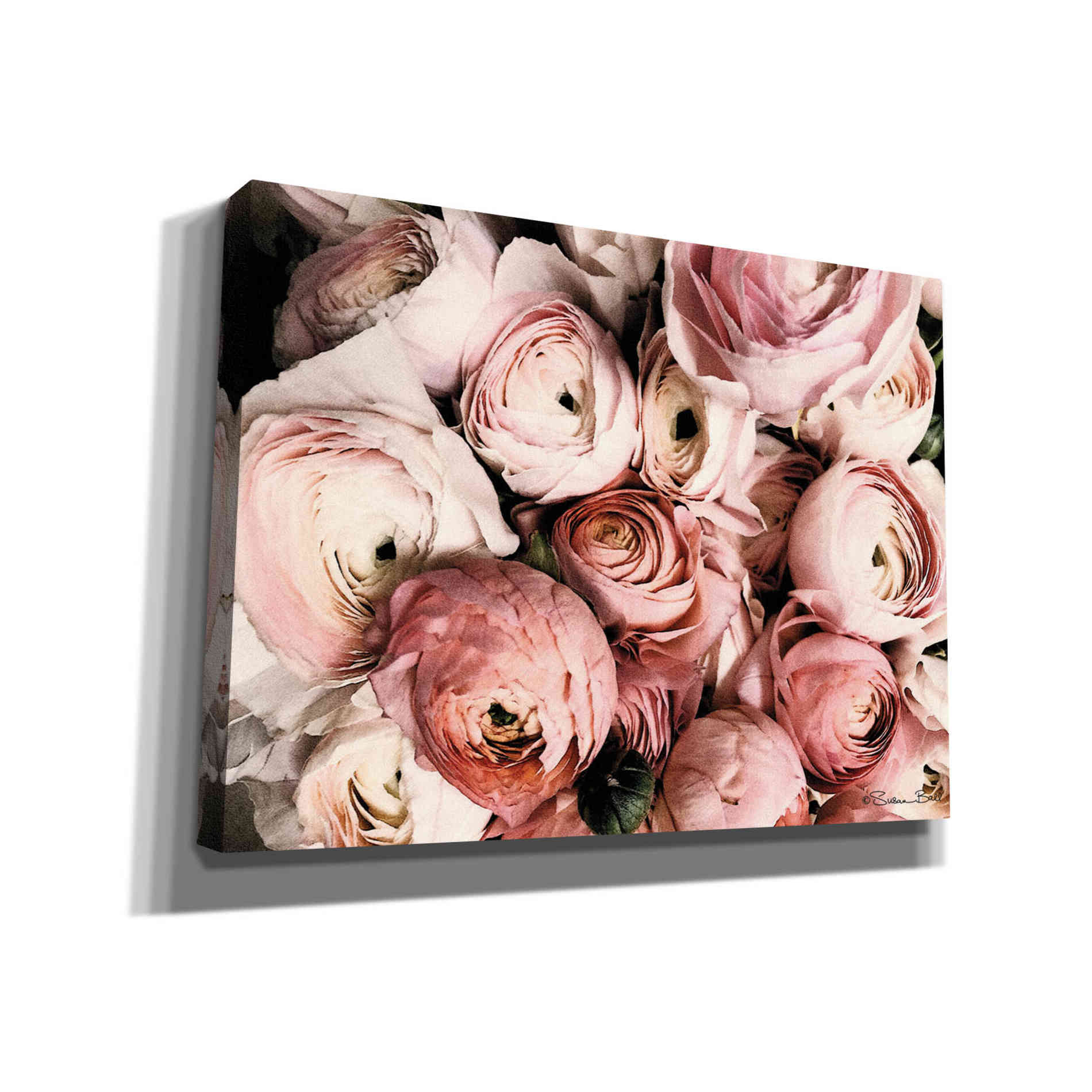 'Coral Ranunculus' by Susan Ball, Canvas Wall Art