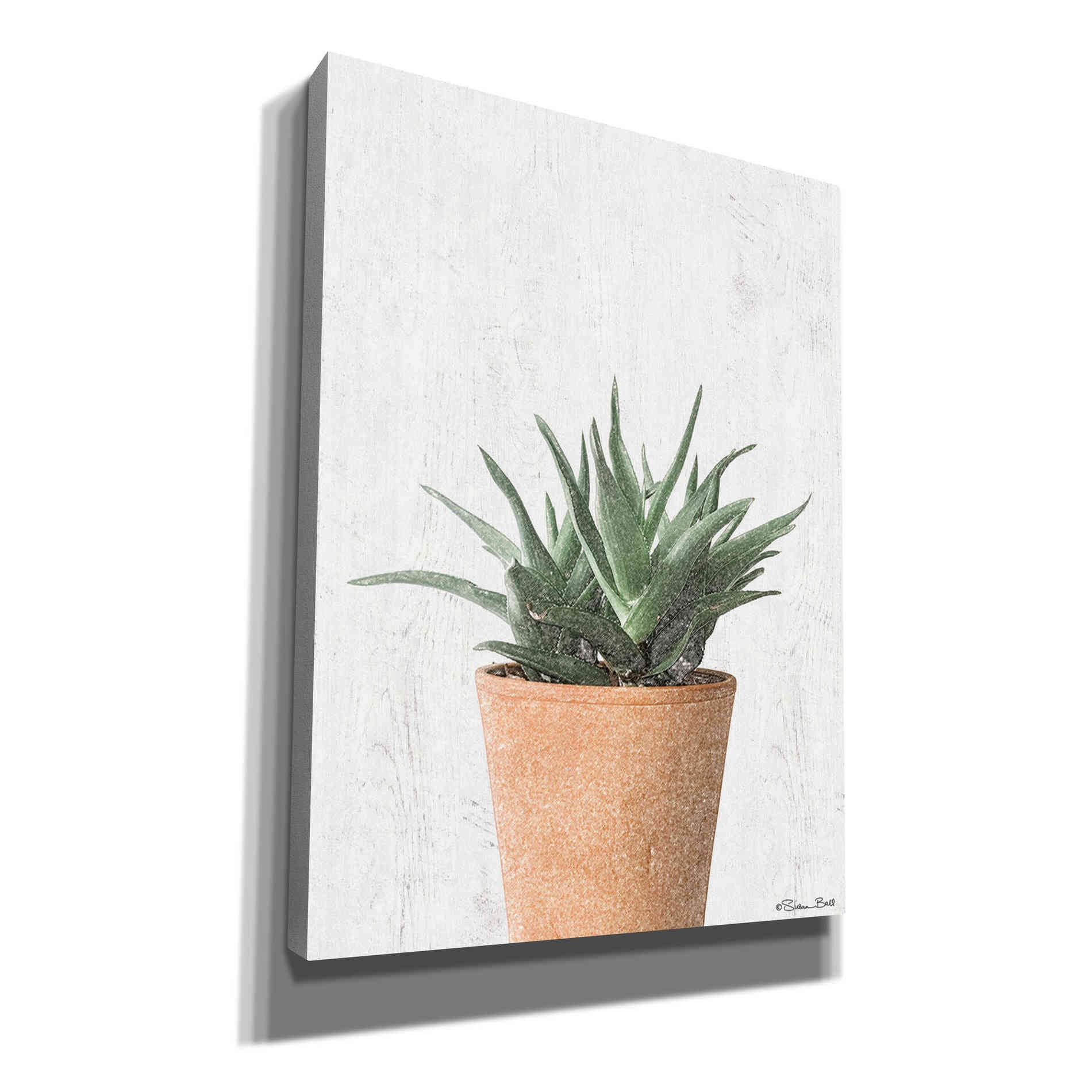 'Succulents I' by Susan Ball, Canvas Wall Art