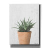 'Succulents I' by Susan Ball, Canvas Wall Art