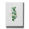 'Eucalyptus II' by Seven Trees Design, Canvas Wall Art