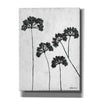 'Queen Anne's Lace II' by Roey Ebert, Canvas, Wall Art