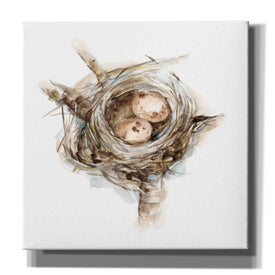 'Bird Nest Study I' by Ethan Harper, Canvas Wall Art