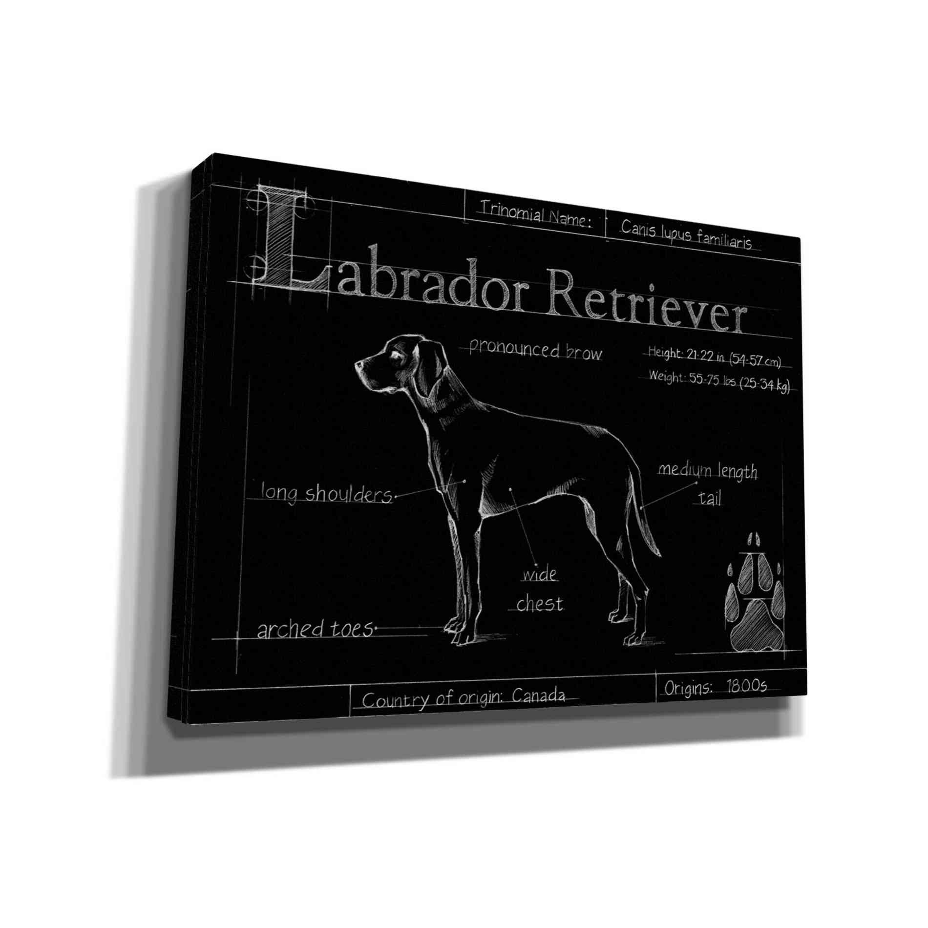 'Blueprint Labrador Retriever' by Ethan Harper, Canvas Wall Art