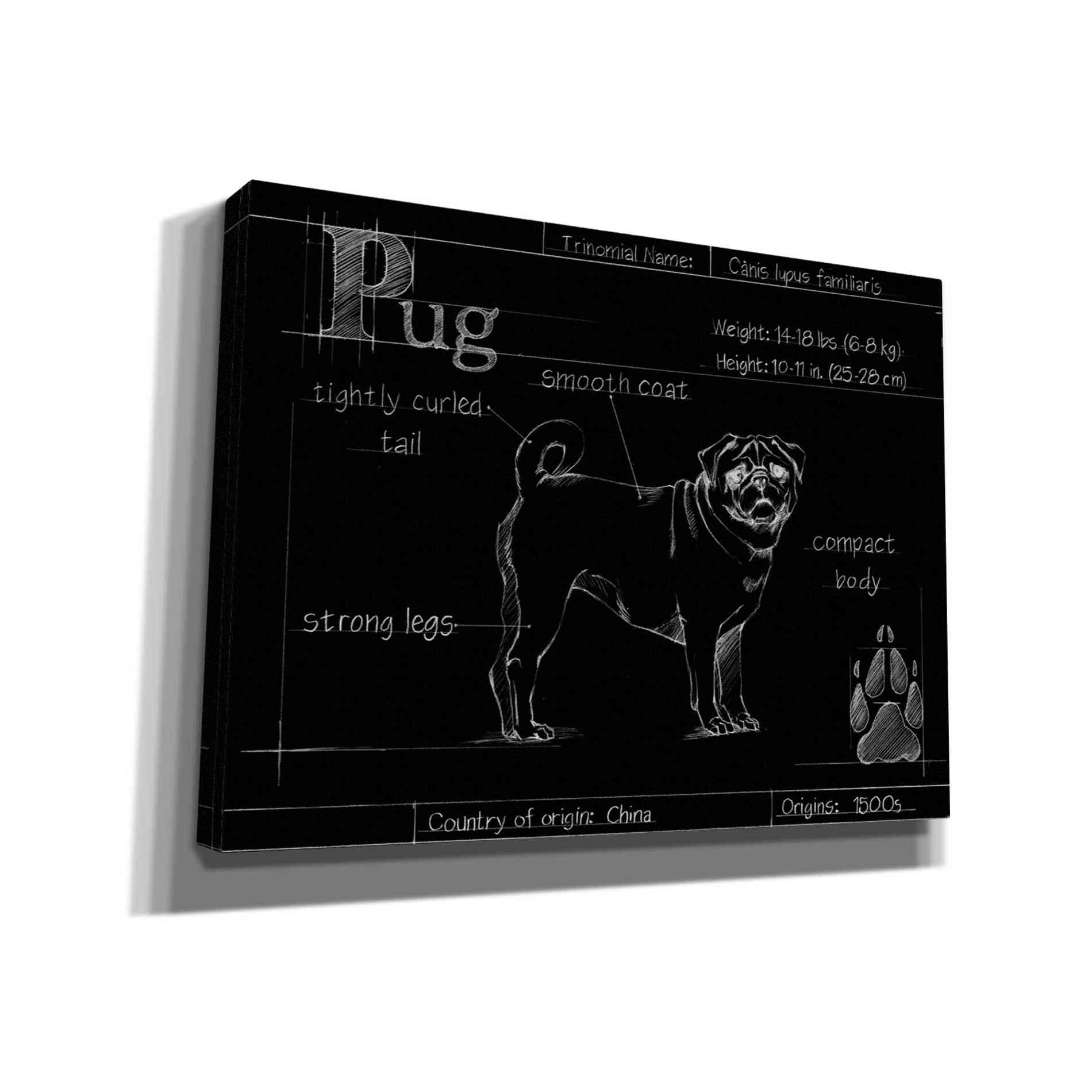 'Blueprint Pug' by Ethan Harper, Canvas Wall Art
