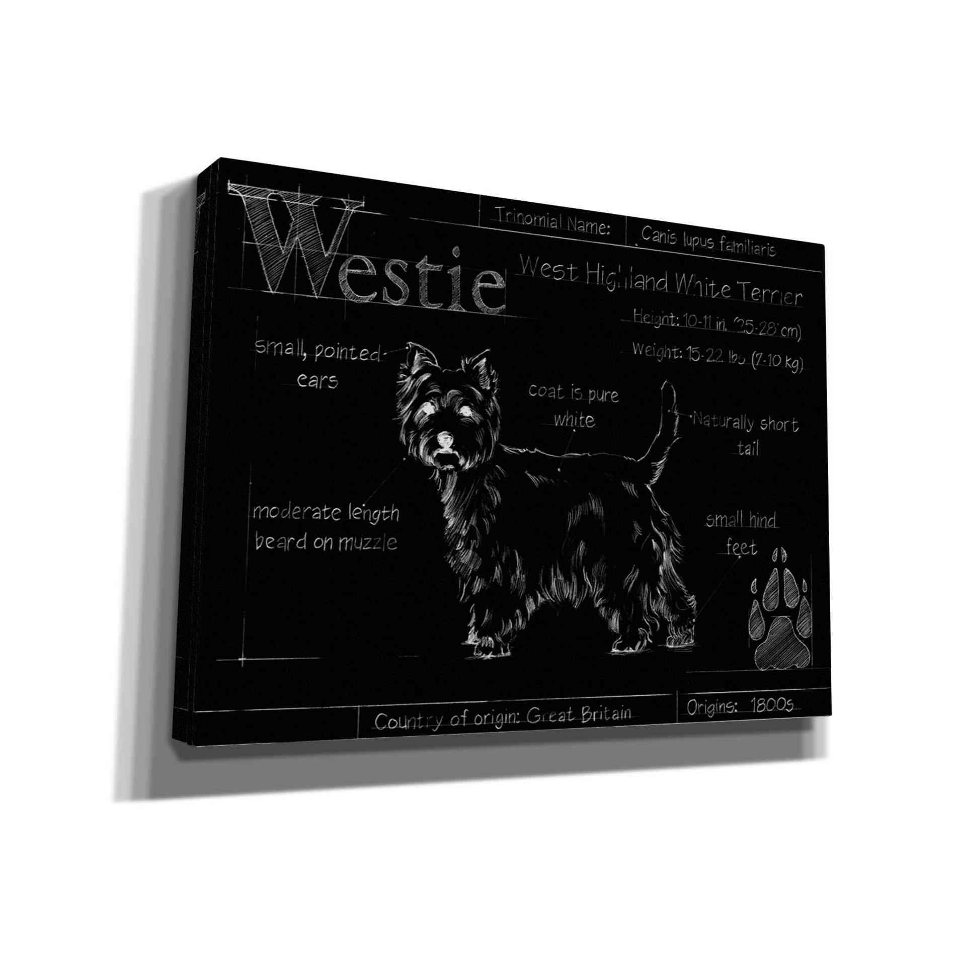 'Blueprint Westie II' by Ethan Harper, Canvas Wall Art