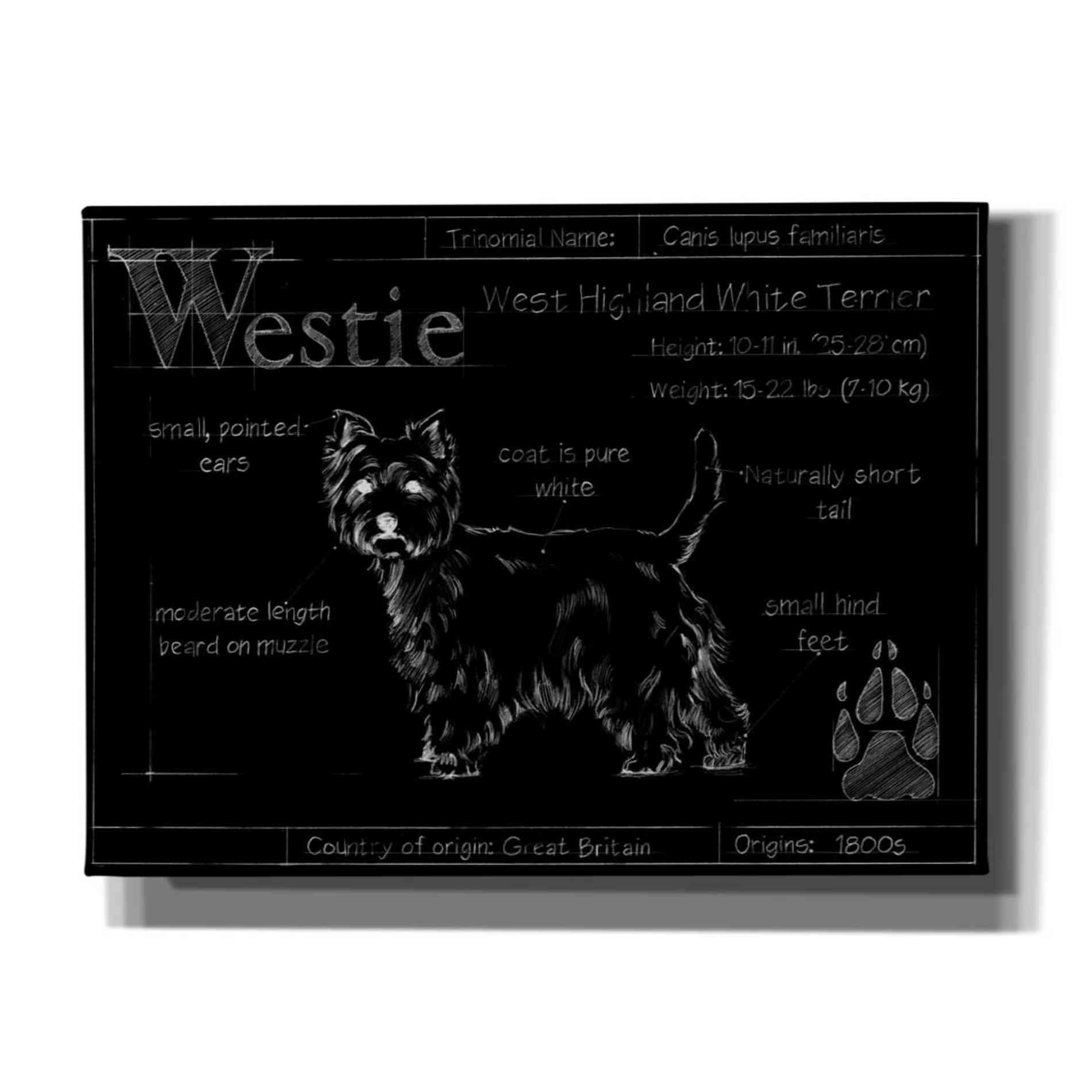 'Blueprint Westie II' by Ethan Harper, Canvas Wall Art