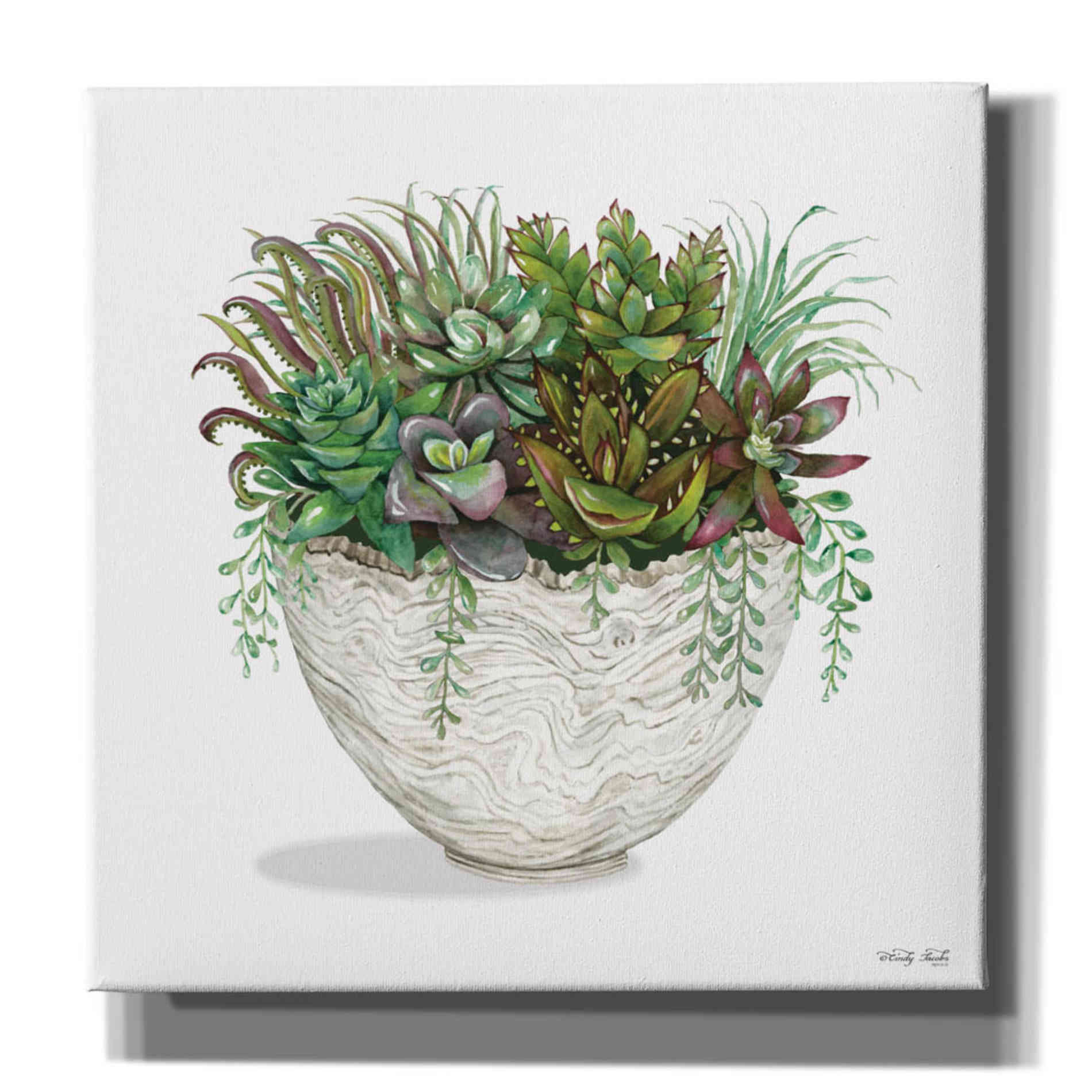 'White Wood Succulent III' by Cindy Jacobs, Canvas Wall Art
