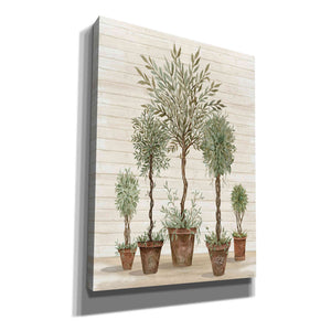 'Potted Tree Collection' by Cindy Jacobs, Canvas Wall Art