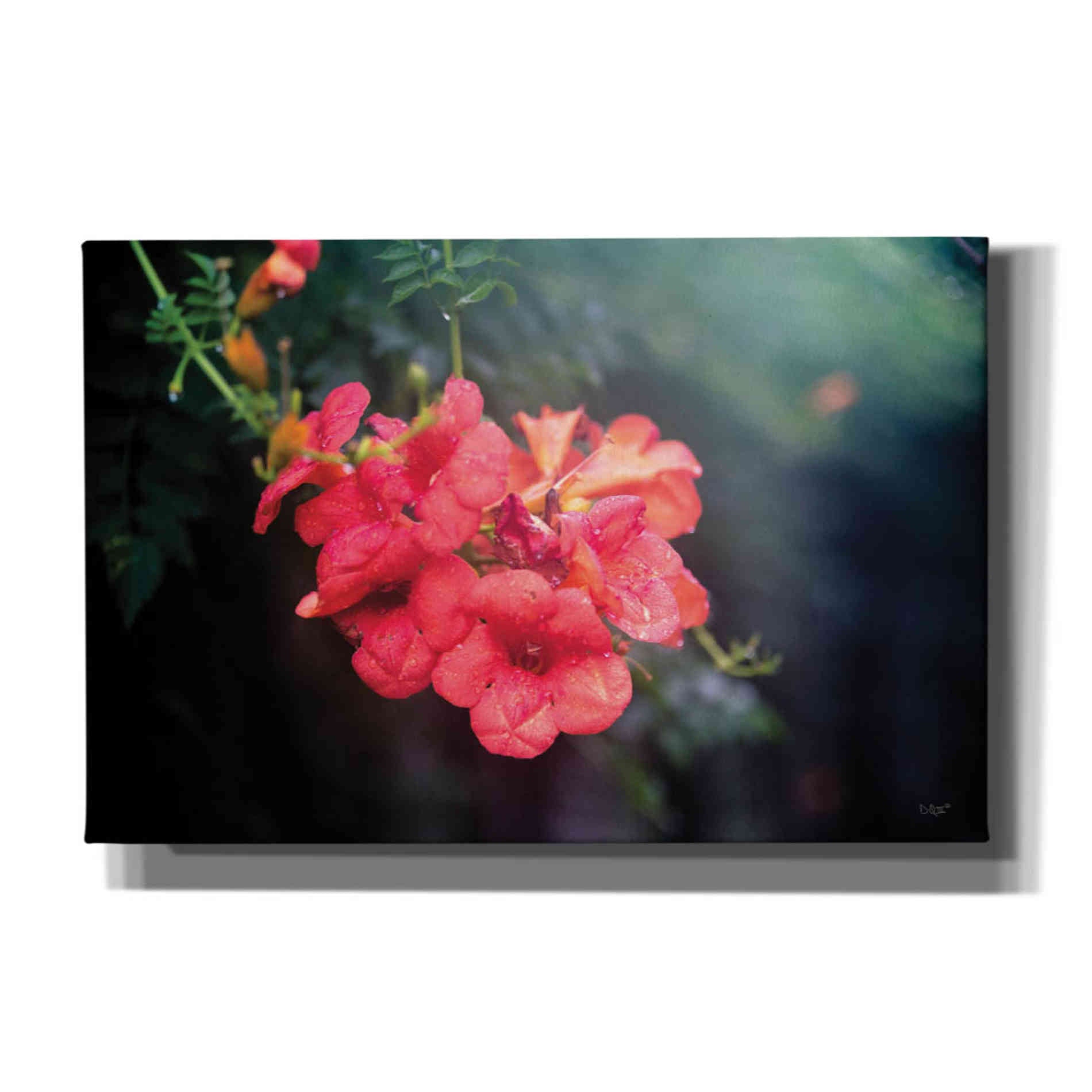 'Summer Rain' by Donnie Quillen, Canvas Wall Art