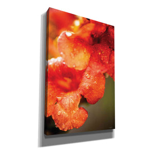 'Orange Glory' by Donnie Quillen, Canvas Wall Art