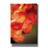'Orange Glory' by Donnie Quillen, Canvas Wall Art