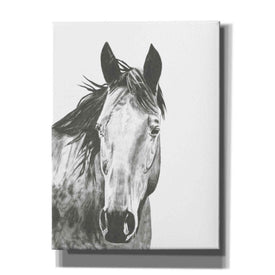 'Wildlife Snapshot Horse I' by Naomi McCavitt, Canvas Wall Art