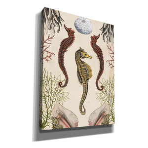 'Antiquarian Menagerie-Seahorse' by Naomi McCavitt, Canvas Wall Art