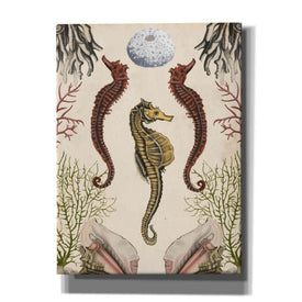 'Antiquarian Menagerie-Seahorse' by Naomi McCavitt, Canvas Wall Art