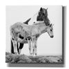 'BandW Horses I' by PH Burchett, Canvas Wall Art