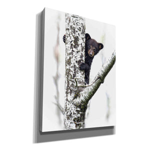'Bears at Play V' by PH Burchett, Canvas Wall Art