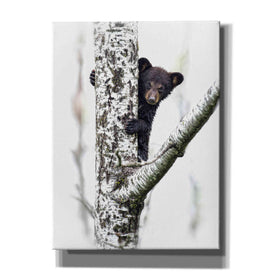 'Bears at Play V' by PH Burchett, Canvas Wall Art
