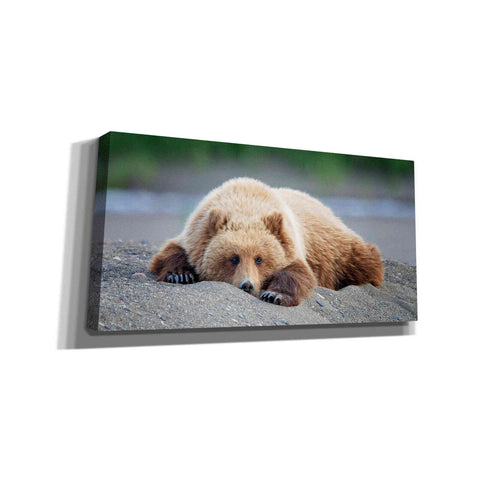 Image of 'Bear Life X' by PH Burchett, Canvas Wall Art
