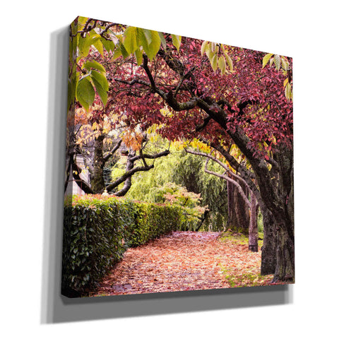 Image of 'Arch of Trees' by Colby Chester, Canvas Wall Art