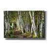 'A Walk Through the Birch Trees' by Danny Head, Canvas Wall Art
