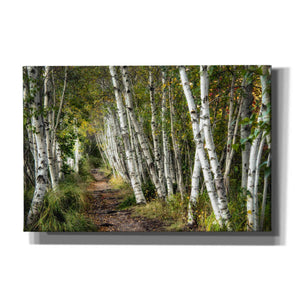 'A Walk Through the Birch Trees' by Danny Head, Canvas Wall Art