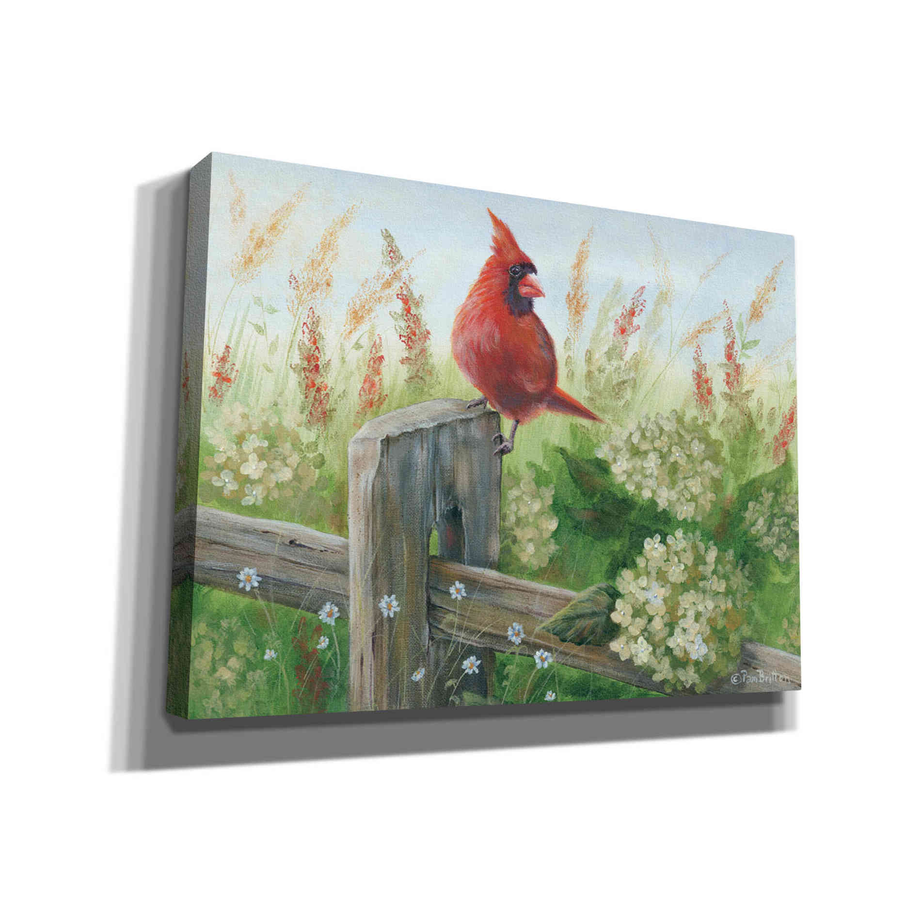 'Cardinal on Fence' by Pam Britton, Canvas Wall Art