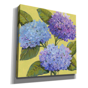 'Spring Hydrangeas I' by Tim O'Toole, Canvas Wall Art