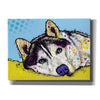 'Siberian Husky 2' by Dean Russo, Giclee Canvas Wall Art