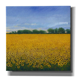 'Field of Sunflowers II' by Tim O'Toole, Canvas Wall Art