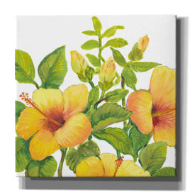 'Watercolor Hibiscus I' by Tim O'Toole, Canvas Wall Art