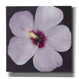 'Hibiscus Portrait I' by Tim O'Toole, Canvas Wall Art