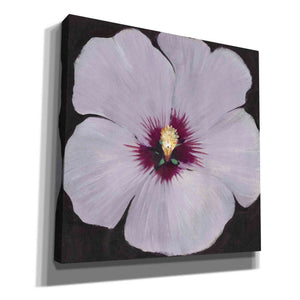 'Hibiscus Portrait II' by Tim O'Toole, Canvas Wall Art