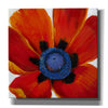 'Close-Up II' by Tim O'Toole, Canvas Wall Art