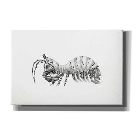 'Peacock Mantis Shrimp' by Avery Multer, Canvas Wall Art