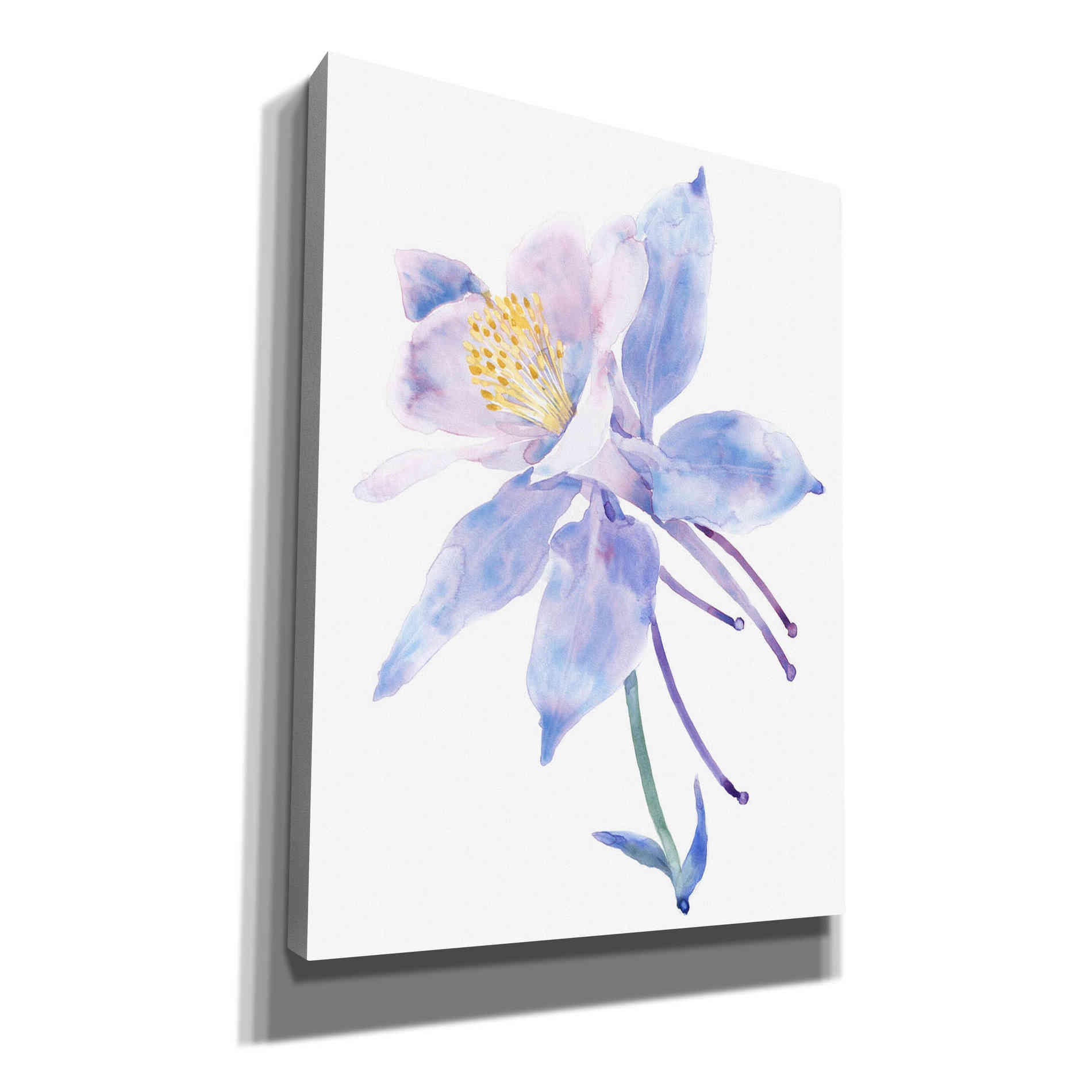 'Columbine Bloom II' by Tim O'Toole, Canvas Wall Art