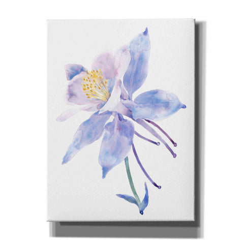 Image of 'Columbine Bloom II' by Tim O'Toole, Canvas Wall Art