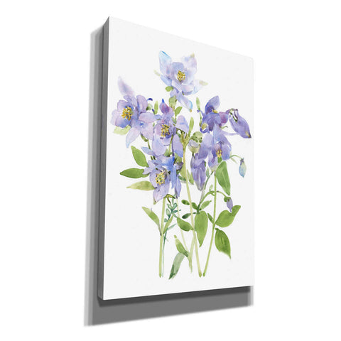 Image of 'Columbine Spray I' by Tim O'Toole, Canvas Wall Art