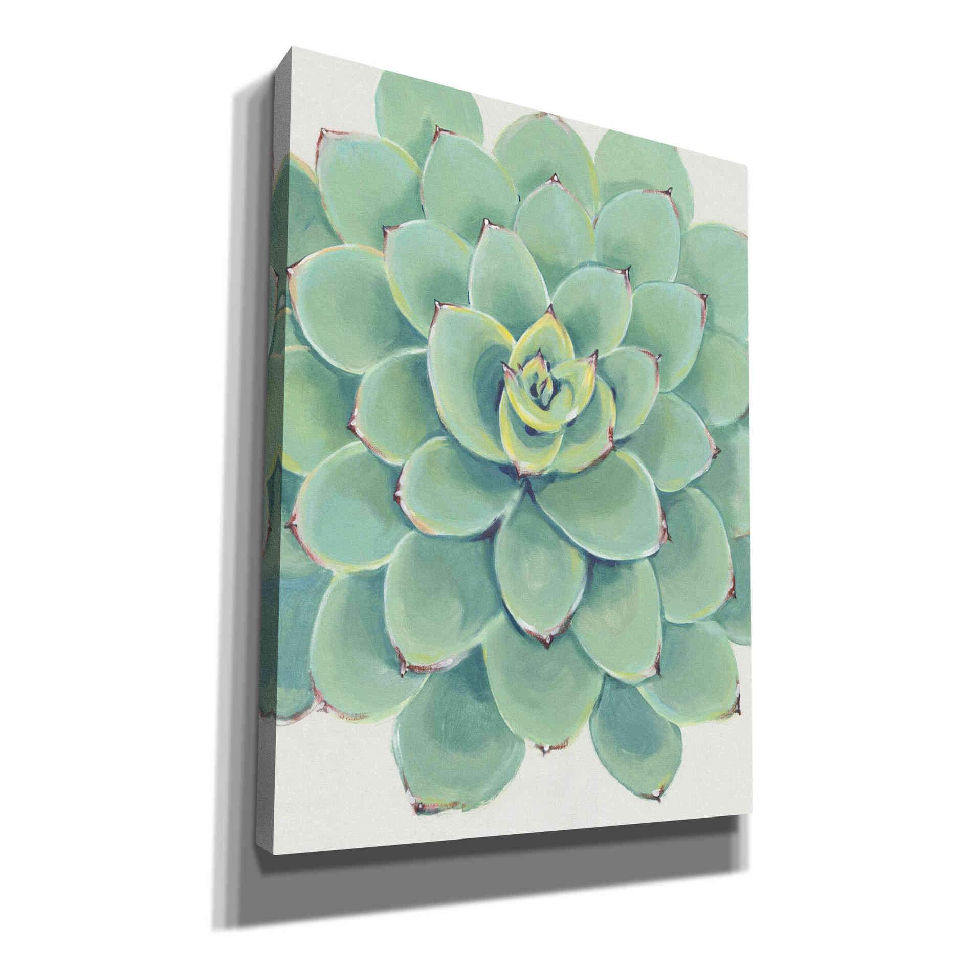 'Pastel Succulent III' by Tim O'Toole, Canvas Wall Art
