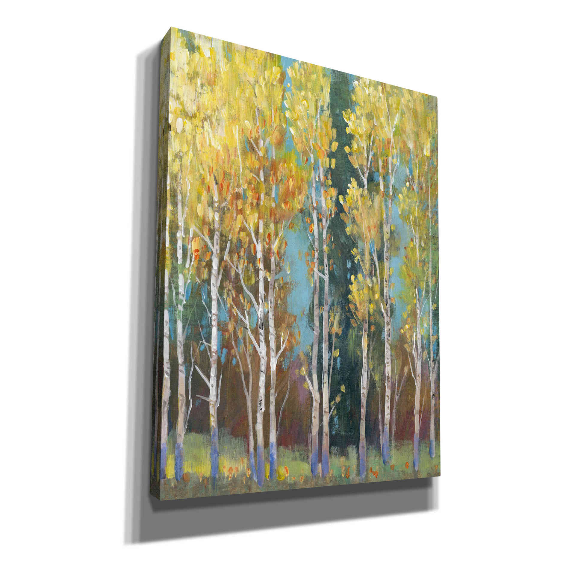 'Aspen Grove I' by Tim O'Toole, Canvas Wall Art