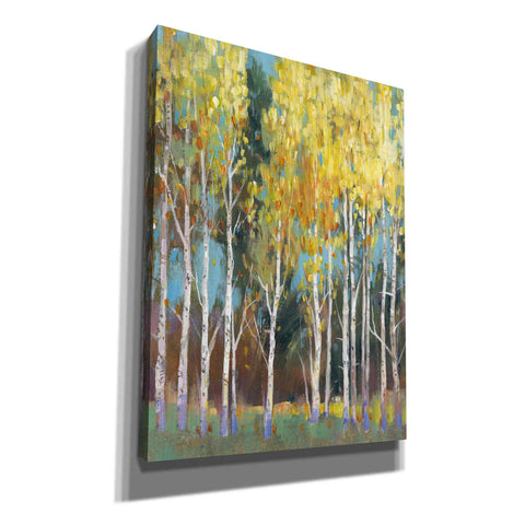 Image of 'Aspen Grove II' by Tim O'Toole, Canvas Wall Art
