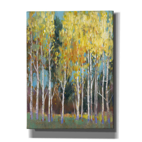 Image of 'Aspen Grove II' by Tim O'Toole, Canvas Wall Art
