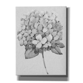 'Silvertone Floral II' by Tim O'Toole, Canvas Wall Art