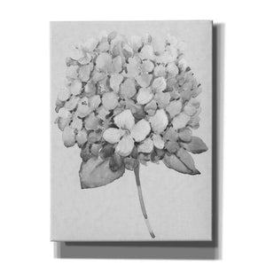 'Silvertone Floral II' by Tim O'Toole, Canvas Wall Art