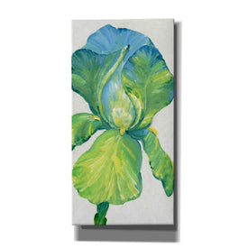 'Iris Bloom in Green II' by Tim O'Toole, Canvas Wall Art