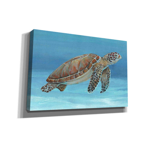 Image of 'Ocean Sea Turtle I' by Tim O'Toole, Canvas Wall Art