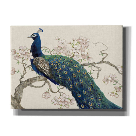 Image of 'Peacock & Blossoms II' by Tim O'Toole, Canvas Wall Art