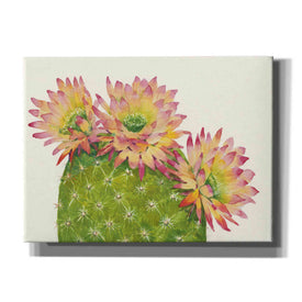 'Desert Blossoms I' by Tim O'Toole, Canvas Wall Art